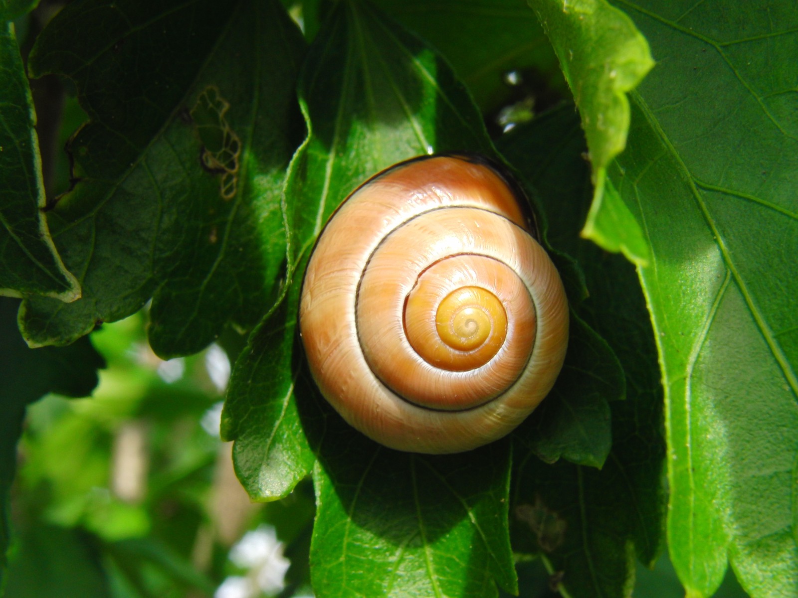 Schneckenhaus im grünen Schneckenhaus im grünen