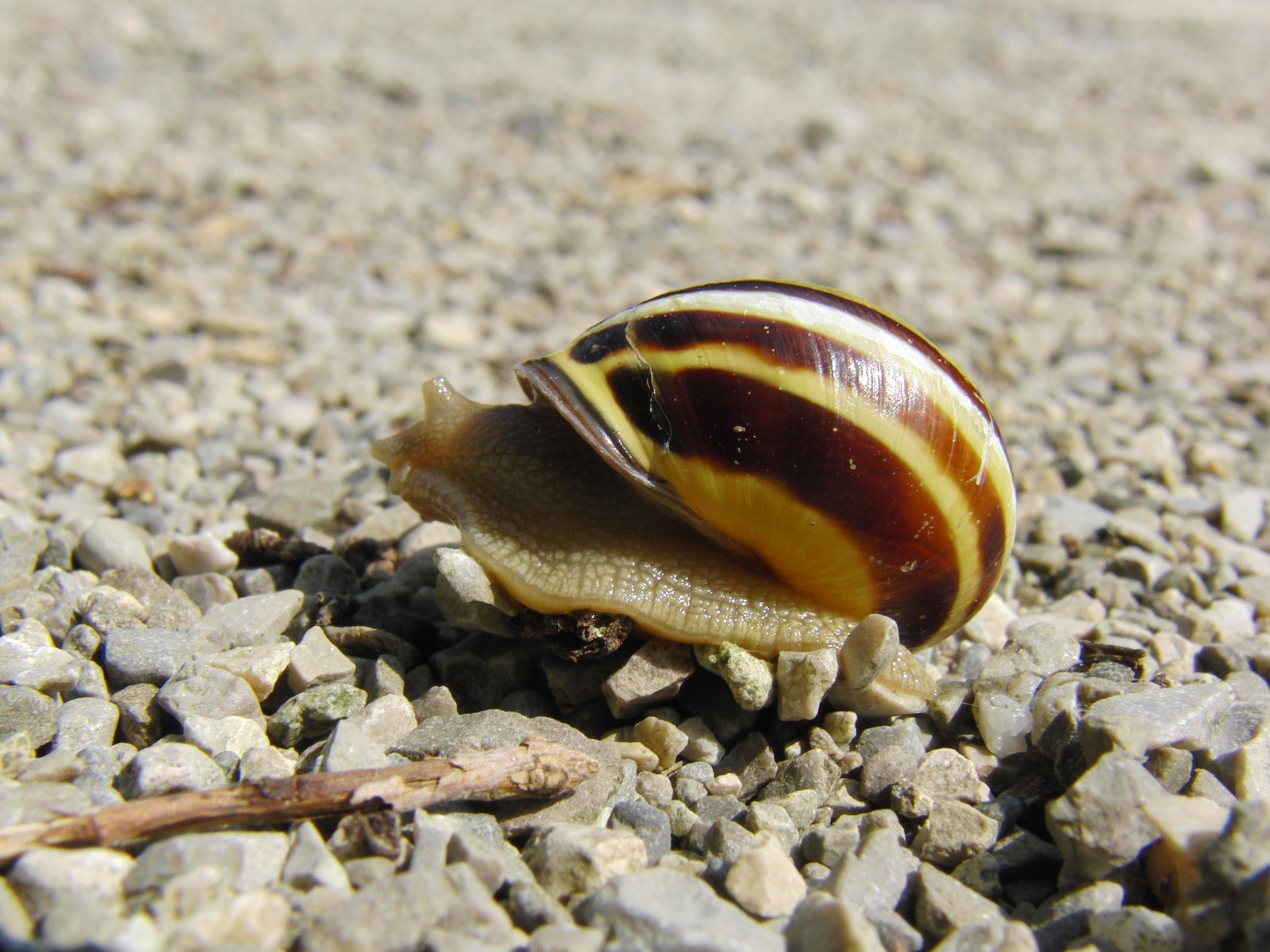 Schneckenstress Schneckenstress