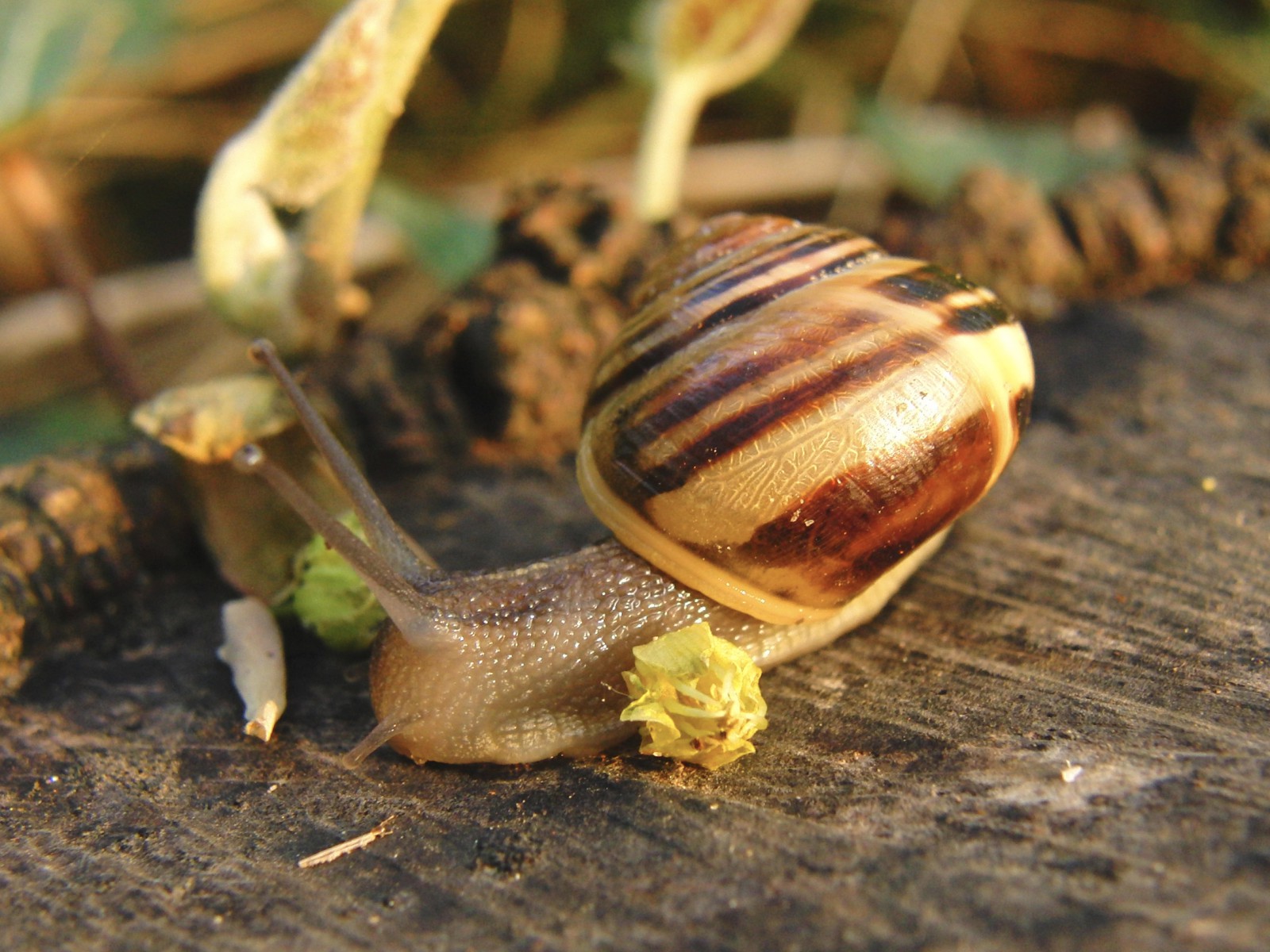 Vegetarier (Schnecke) Vegetarier (Schnecke)