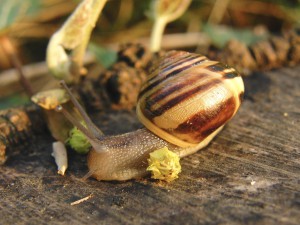 Vegetarier (Schnecke) Vegetarier (Schnecke)