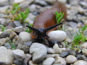 Wegschnecke auf steinigen Weg Wegschnecke auf steinigen Weg