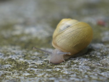  Schnecken