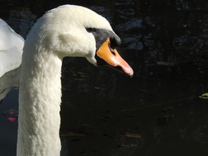 Portrait Schwan Portrait Schwan