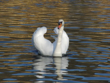  Schwäne