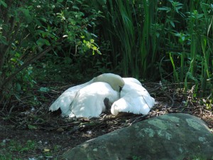 Schwan beim Brüten Schwan beim Brüten