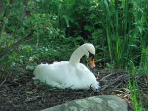 Schwan im Nest Schwan im Nest