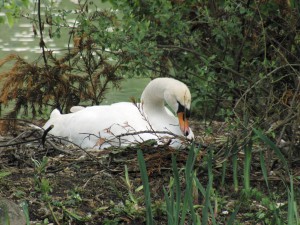 Schwan im Nest beim Brüten 1 Schwan im Nest beim Brüten 1