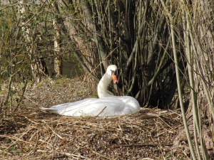 Schwan im Nest beim Brüten 2 Schwan im Nest beim Brüten 2