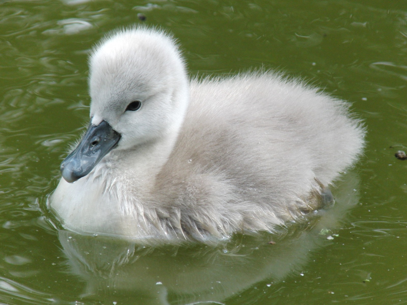Bin kein hässliches Entchen Bin kein hässliches Entchen
