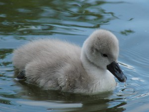 Flauschiges Schwanenküken Flauschiges Schwanenküken