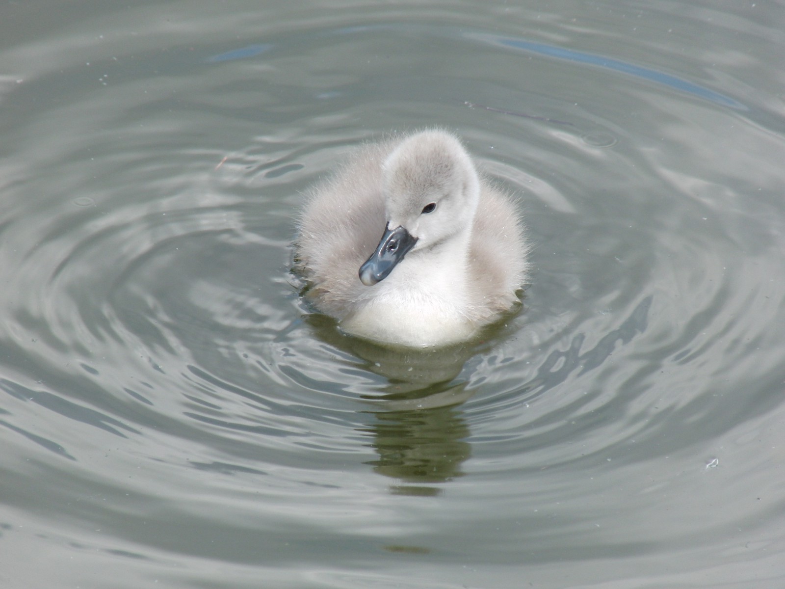 Schönes Schwanenküken Schönes Schwanenküken