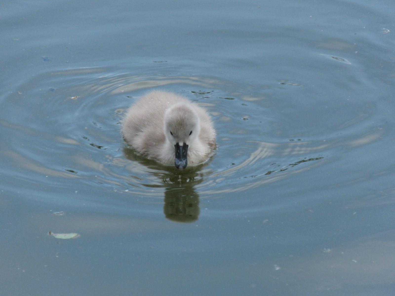 Schwanenküken im See 1 Schwanenküken im See 1