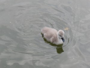Schwanenküken im See 2 Schwanenküken im See 2