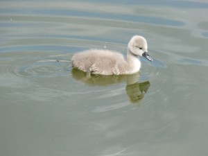 Schwanenküken im See 3 Schwanenküken im See 3