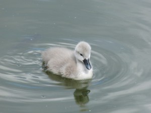 Schwanenküken im See 4 Schwanenküken im See 4