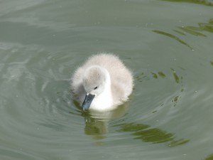 Schwanenküken im See 5 Schwanenküken im See 5