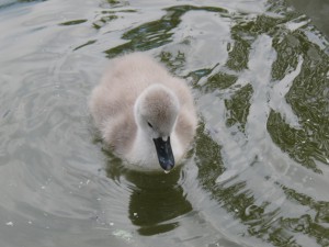 Schwanenküken im See 6 Schwanenküken im See 6
