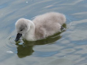 Schwanenküken im See 7 Schwanenküken im See 7