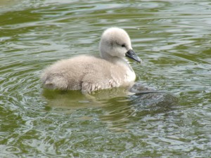 Schwanenküken im See 8 Schwanenküken im See 8