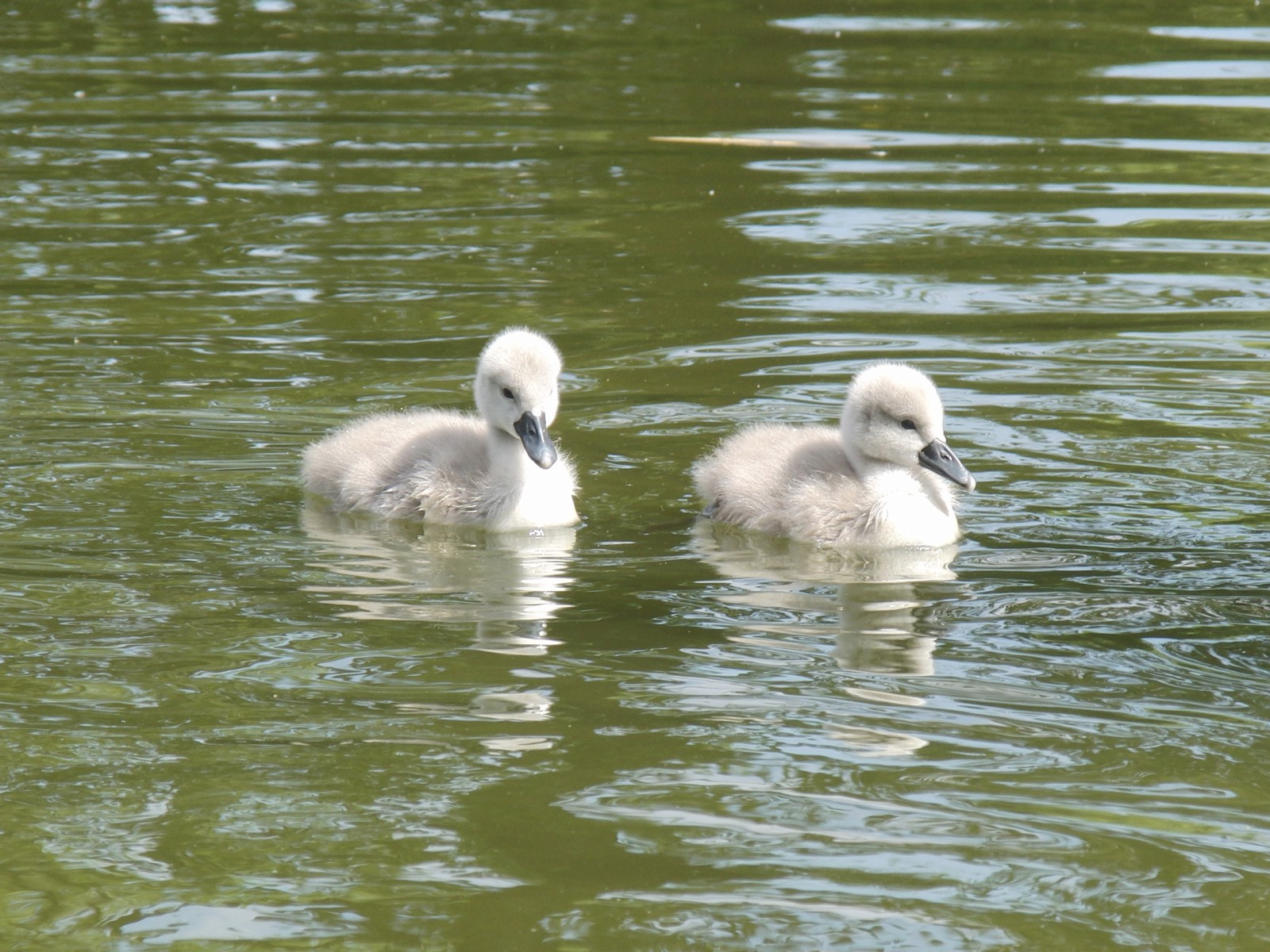 Schwanenküken paar Schwanenküken paar