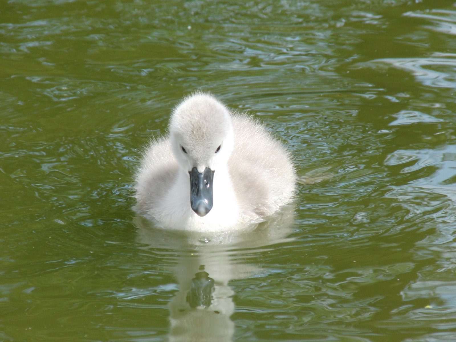 Ich werd mal ein schöner Schwan Ich werd mal ein schöner Schwan