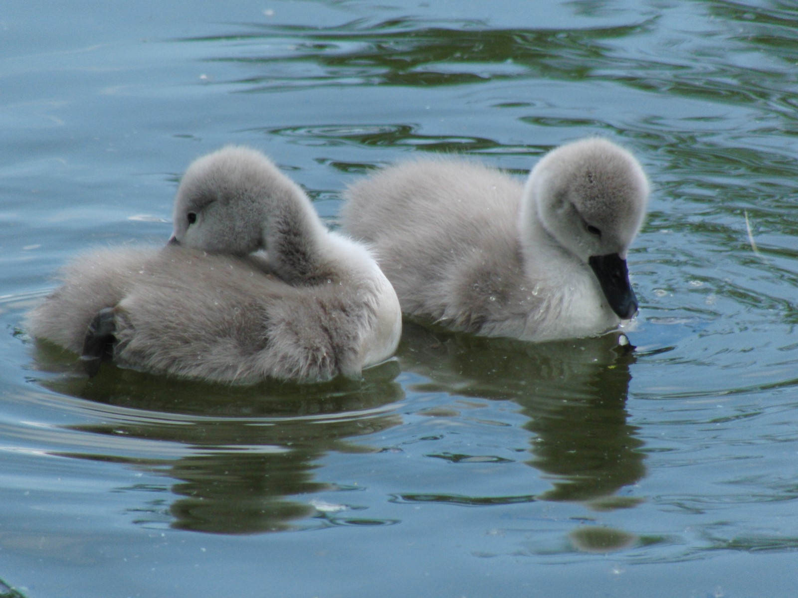 Zwei Schwanenküken 3 Zwei Schwanenküken 3