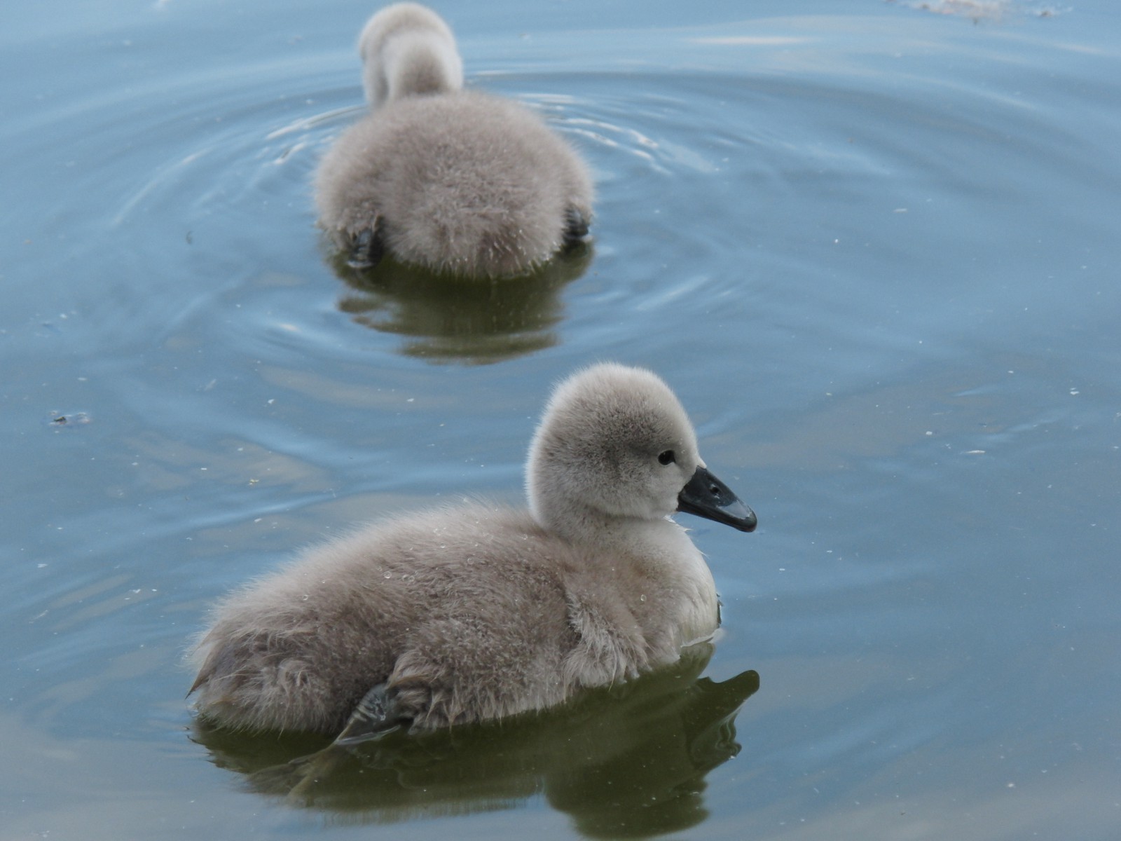 Zwei Schwanenküken 1 Zwei Schwanenküken 1
