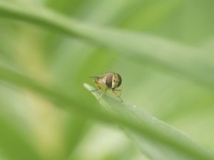 Blick aus dem Blattdschungel Blick aus dem Blattdschungel