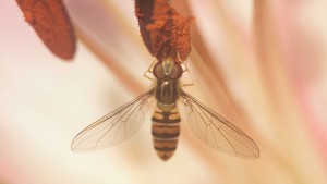 Hainschwebfliege am Blütenstempel Hainschwebfliege am Blütenstempel
