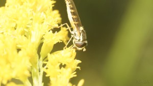 Herzlicher Betsäuber Herzlicher Betsäuber