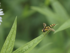 Schwebefliege auf Blattspitze Schwebefliege auf Blattspitze