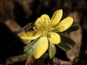 Schwebfliege am Winterling Schwebfliege am Winterling