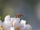 Schwebfliege auf Apfelbl&uuml;te