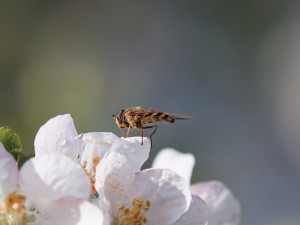 Schwebfliege auf Apfelblüte Schwebfliege auf Apfelblüte