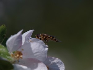 Schwebfliege auf Obstblüte Schwebfliege auf Obstblüte
