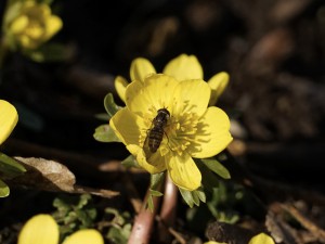Schwebfliege auf Winterling Schwebfliege auf Winterling