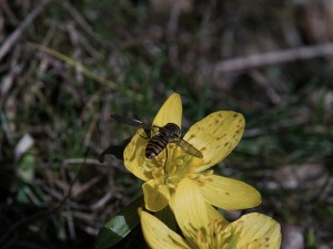 Schwebfliege auf Winterlling Schwebfliege auf Winterlling