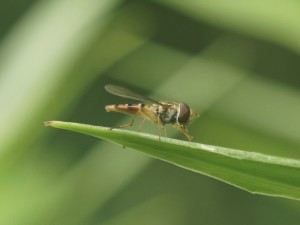 Schwebfliege bei der Selbstpflege Schwebfliege bei der Selbstpflege