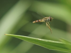 Schwebfliege beim Abflug Schwebfliege beim Abflug