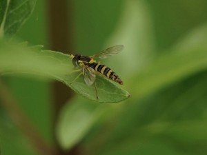Schwebfliege im grünen Schwebfliege im grünen