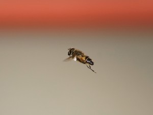 Schwebfliege unterwegs Schwebfliege unterwegs