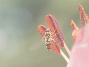 Schwebflige an Blütenstempel Schwebflige an Blütenstempel