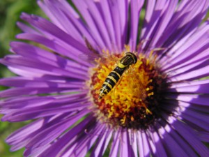 Speedy die Schwebfliege Speedy die Schwebfliege