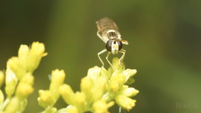  Schwebfliegen