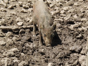 Junges Wildschwein