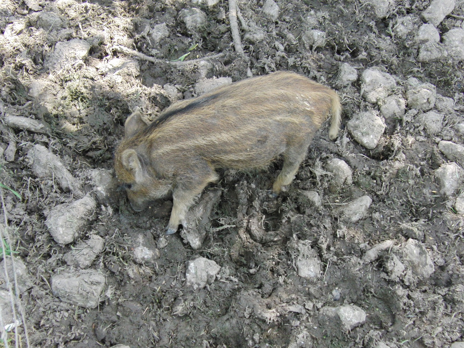 Junges Wildschwein Junges Wildschwein