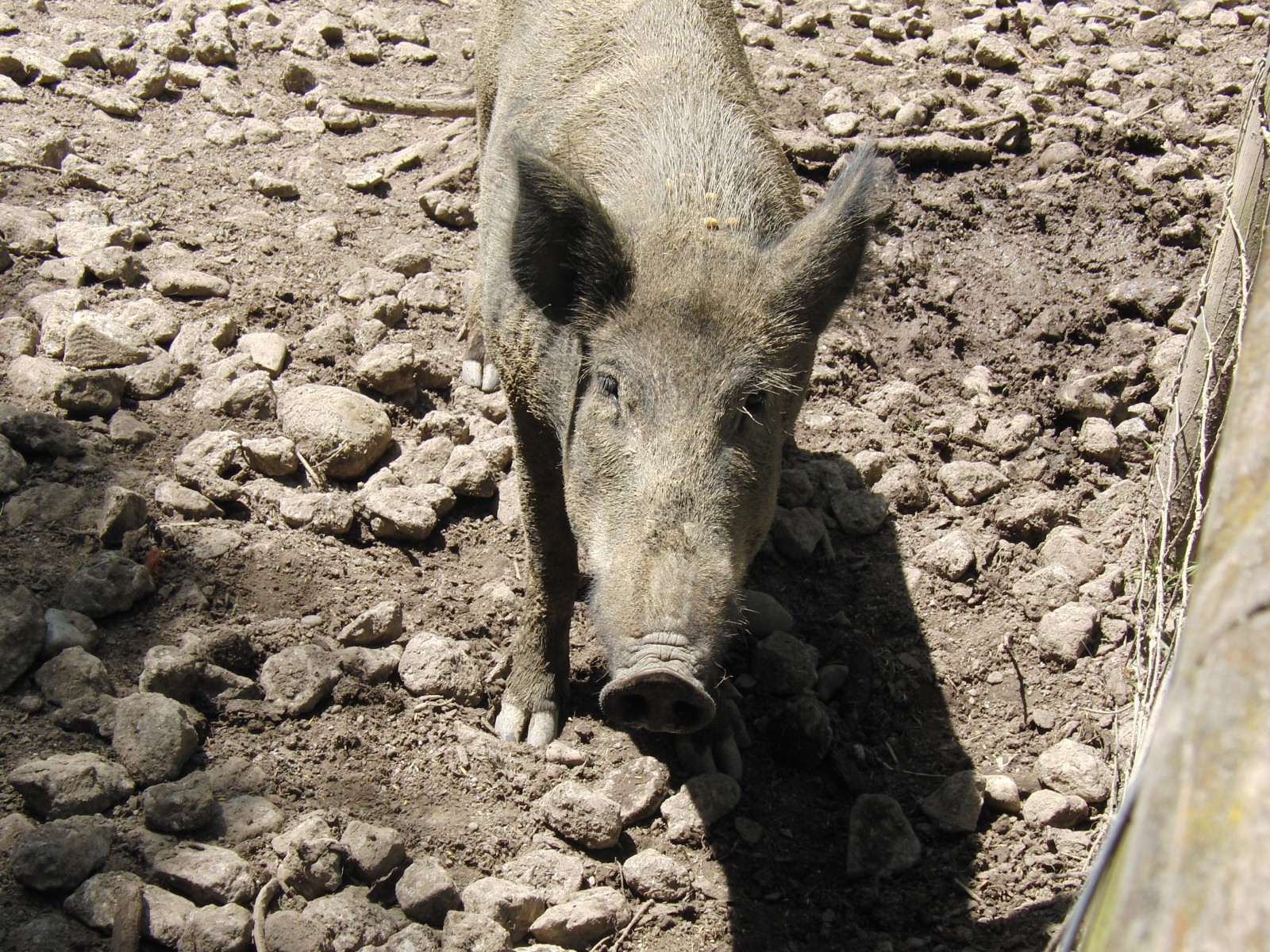 Nettes Wildschwein Nettes Wildschwein