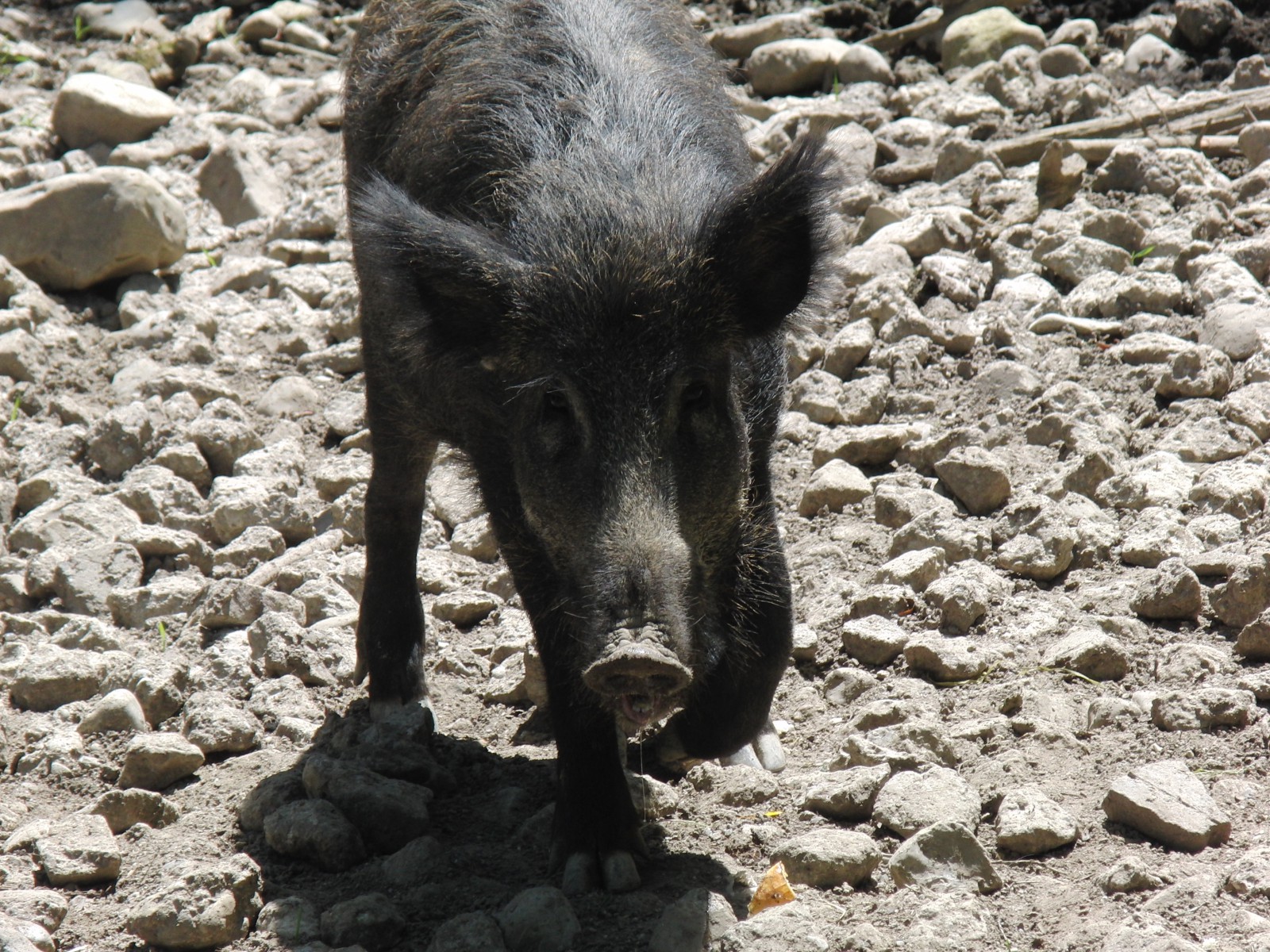 Wildschwein Wildschwein