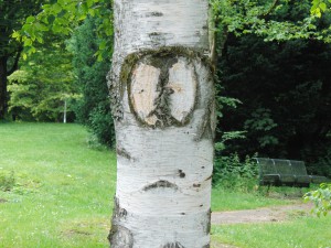 Birkenstamm mit Gesicht Birkenstamm mit Gesicht