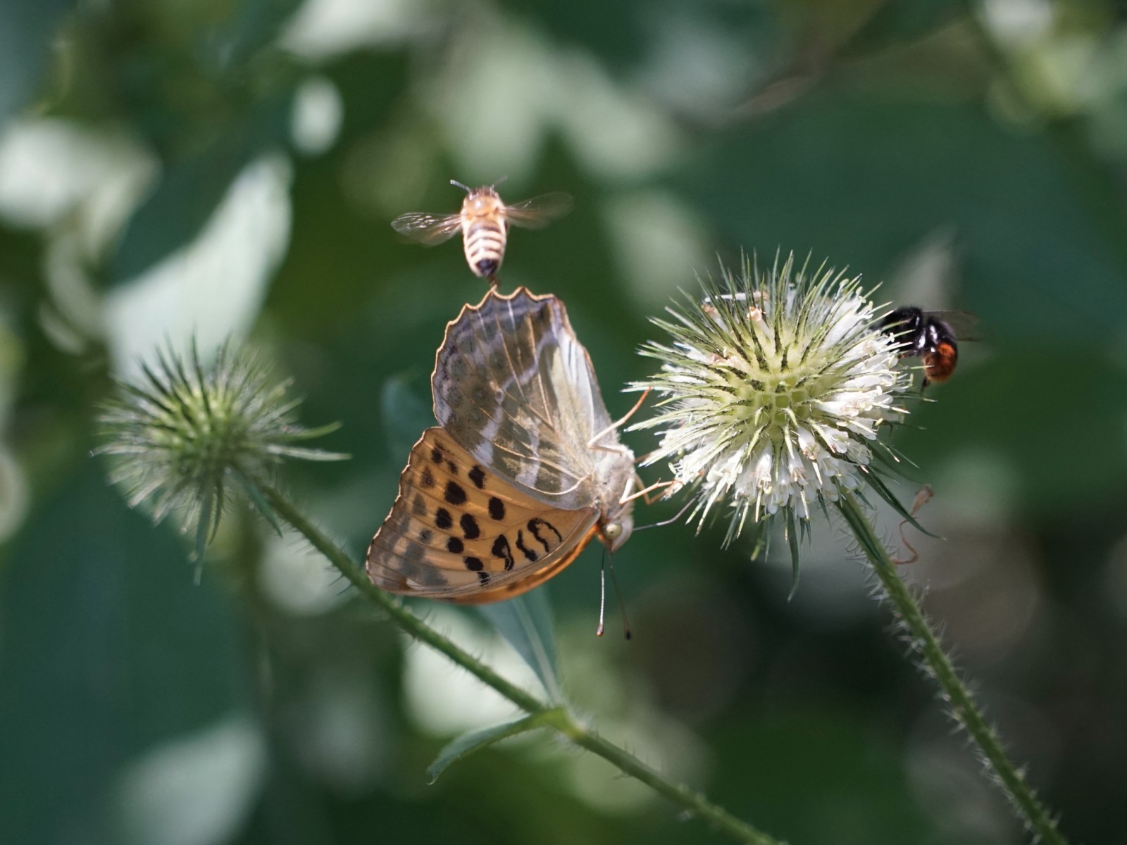 Drei auf einen Streich  Drei auf einen Streich